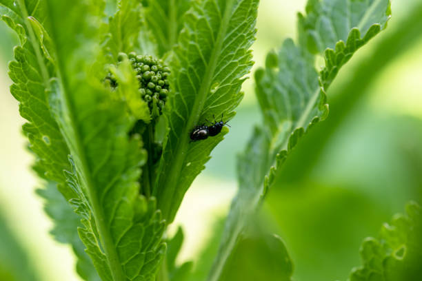 istock close-up flea beetle black insect with dung on leaf 1492607723