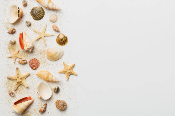 istock Summer time concept Flat lay composition with beautiful starfish and sea shells on colored table, top view with copy space for text 1492607751