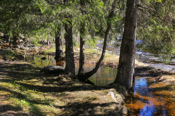 istock Spring flood at the river Homla, Norway 1492607873