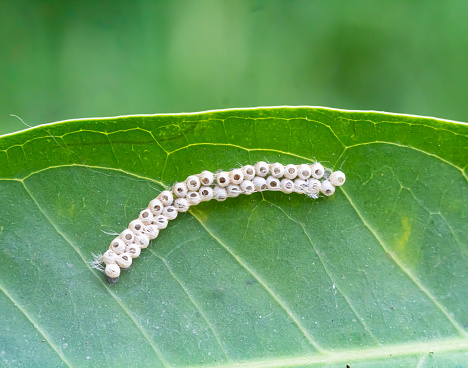 Silkworm and silkworm coocoon on green background.