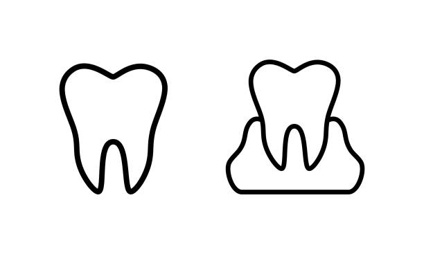 ilustraciones, imágenes clip art, dibujos animados e iconos de stock de establecer vector diente sano en las encías. aislado sobre fondo blanco - ilustración médica. - dented