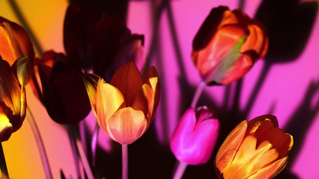 Pink colored tulip flower in neon light on blue and purple gradient background in the night light. Flowers for decoration. Creative dark holiday concept. Floral bouquet of fresh flowers. Aesthetic