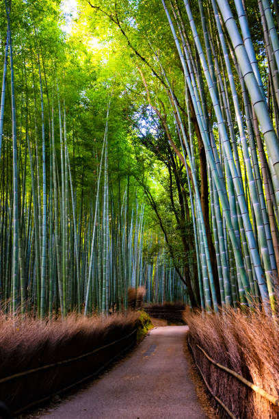 istock Sagano Bamboo Forest, Arashiyama, Kyoto, Japan 1492608312