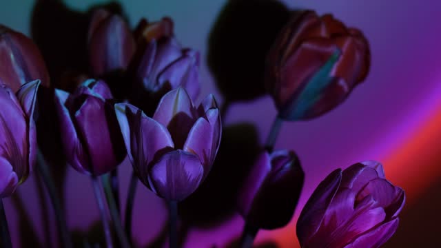 Pink colored tulip flower in neon light on blue and purple gradient background in the night light. Flowers for decoration. Creative dark holiday concept. Floral bouquet of fresh flowers. Aesthetic