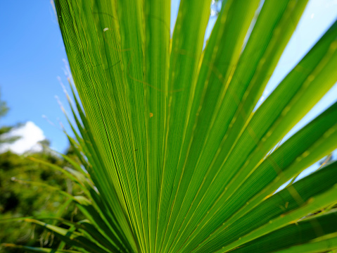 beautiful green palm tree