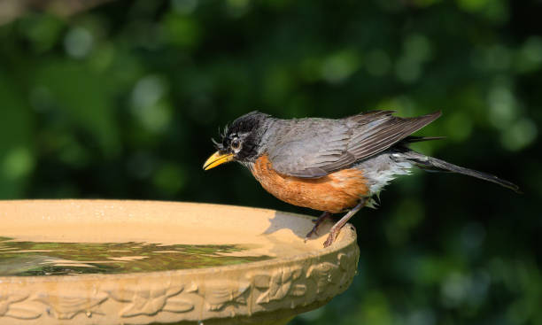 istock An American Robin perched on the rim of a birdbath. 1492611602