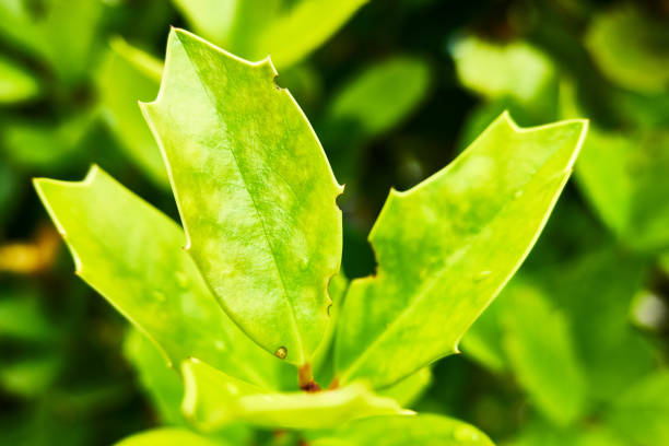 wet leaf