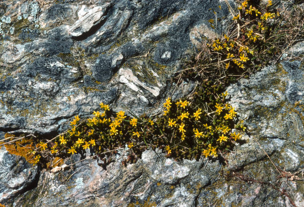 Marshall Point Maine - Rock & Yellow Flowers - 2006