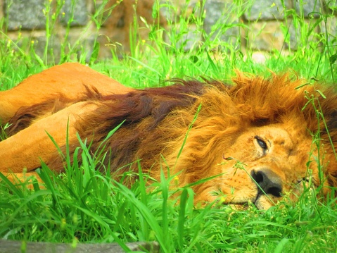 The lion (Panthera leo).