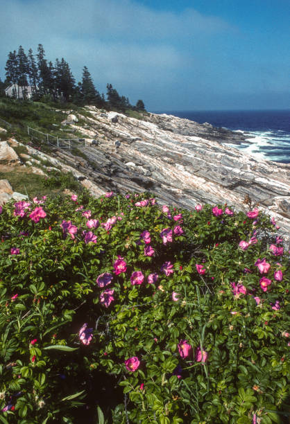Pemaquid Point Rocky Shore & Wildflowers - 2006