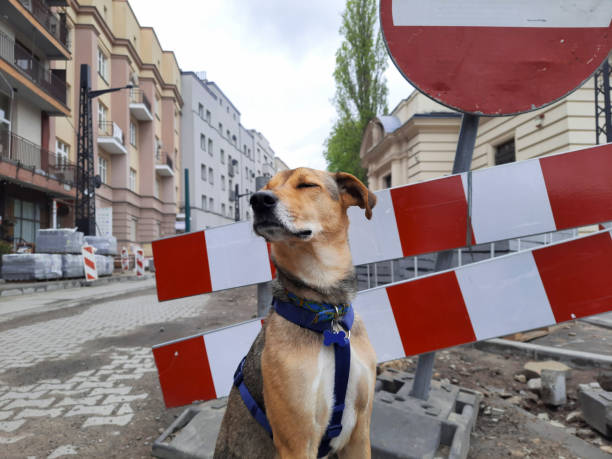 istock Funny muzzle of dog. City pets. 1492613874