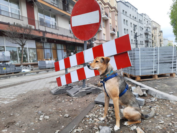 istock Problems of pets in modern city. Dog lifestyle. 1492613876