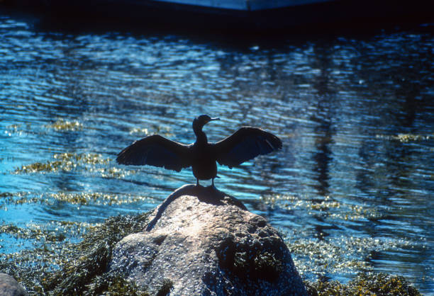 Rockland Maine - Cormorant Spreading Wings - 2006. Scanned from Kodachrome 64 slide.