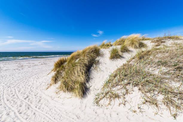 istock Beach and dunes in Vitte on the island Hiddensee, Germany 1492614246