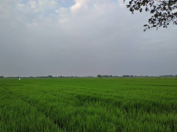 istock Views of rural rice fields 1492614261