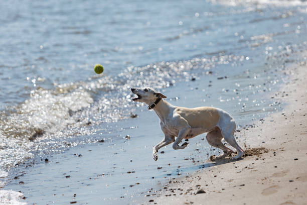 istock Whippet dog jumping to catch a ball 1492614422