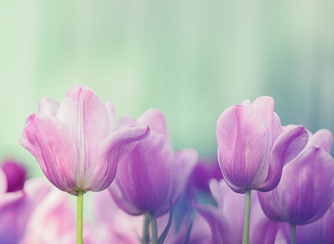 Colorful Dutch tulips against a blue sky with white clouds