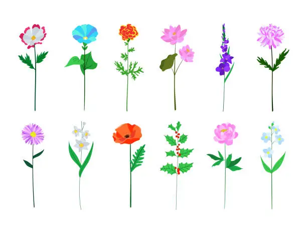 Vector illustration of Realistic colorful flat flower set. Perfect for illustrations and biology education.