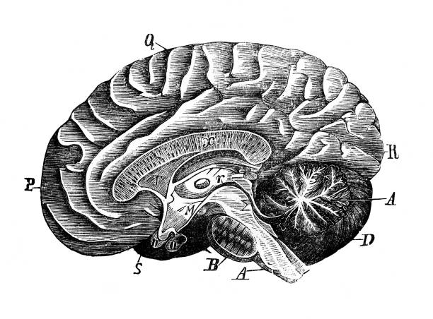 istock Brain structure from the side in the old book the Elementary anatomy, physiology and hygiene, by M. Gerasimov, 1899, St. Petersburg 1492617568