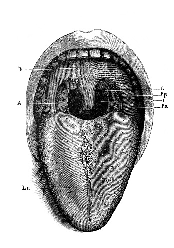 Mouth and structure of  tongue in the old book the Elementary anatomy, physiology and hygiene, by M. Gerasimov, 1899, St. Petersburg
