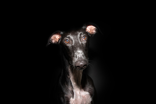 Portrait black greyhound puppy dog looking at camera. Isolated on dark background