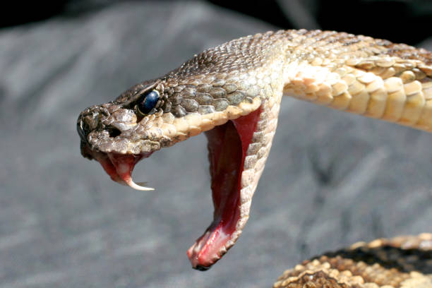 crotalo - snake rattlesnake poisonous organism fang foto e immagini stock