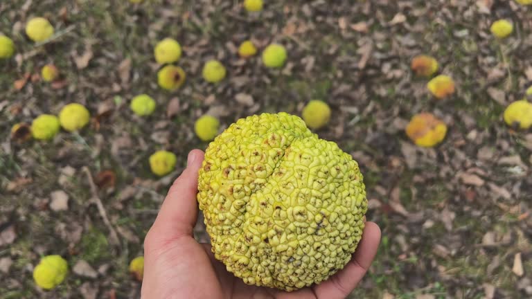 A Man's Hand Picks Up and Turns Over an Osage Orange (Maclura pomifera) from a Large Scattering of Them Amongst Fallen Leaves and Grass
