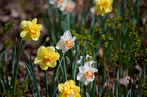 Many yellow and white daffodils and green fresh grass in an urban park in braunschweig, (brunswick) germany.