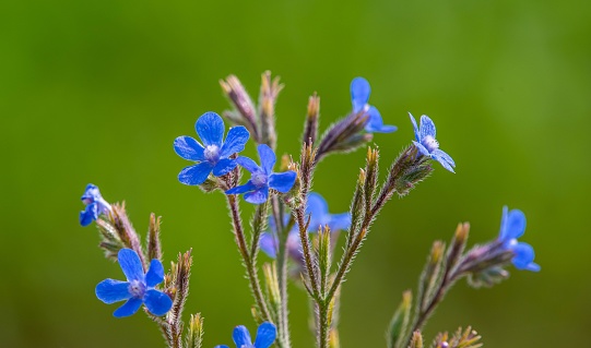 Large blue alkanet (Anchusa azurea ssp. azurea) is a self-grown wildflower on rocky, stony and gravelly arid slopes.