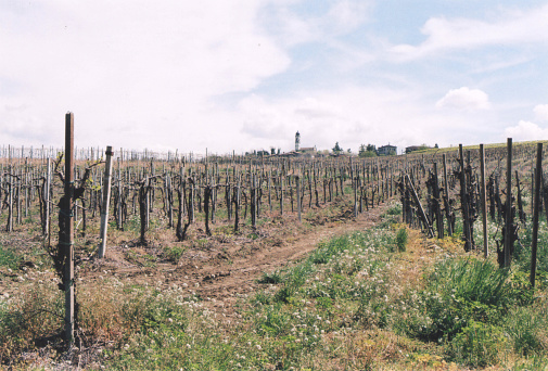 Vine Plants and Countryside Landscape during Spring in Northern Italy. Fortunago, Pavia Province. Film Photography