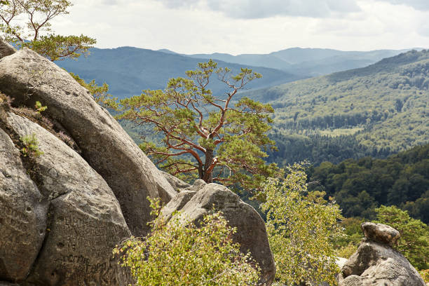istock A pine tree grows on top of a rock in the mountains 1492626181