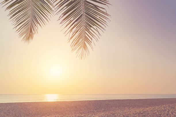istock Tropical palm tree with sun light on sunset sky and cloud abstract background. Summer vacation and nature travel adventure concept. 1492626237