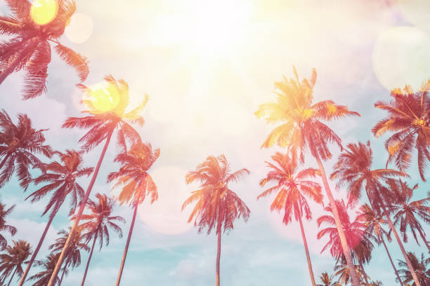 istock Tropical palm tree with sun light on sunset sky and cloud abstract background. Summer vacation and nature travel adventure concept. 1492626380