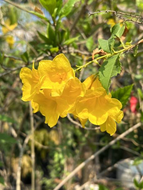 istock yellow Tecoma stans flower in nature garden 1492626943