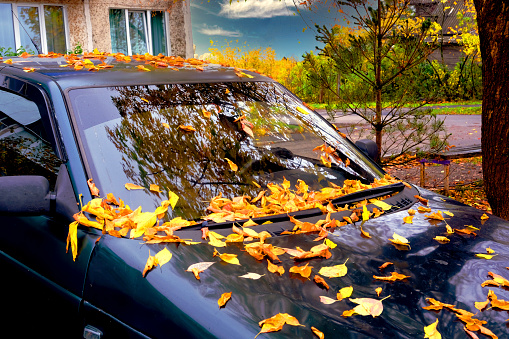 Yellow autumn leaves on the windshield of a black car.