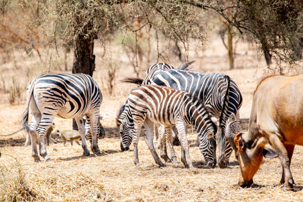 Zebras in the Bandia Reserve , Senegal