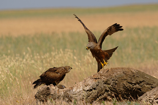 Two black kites are arguing over the carcass of a wild rabbit