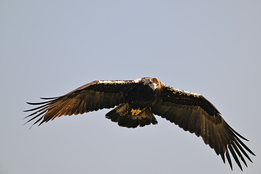 Iberian imperial eagle flying