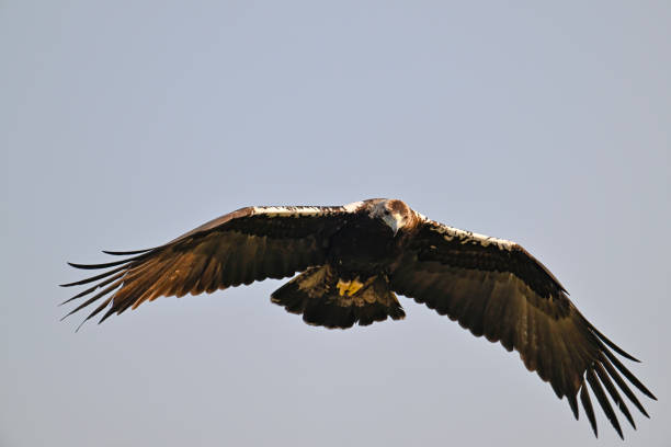Iberian imperial eagle flying Iberian imperial eagle flying aquila heliaca stock pictures, royalty-free photos & images