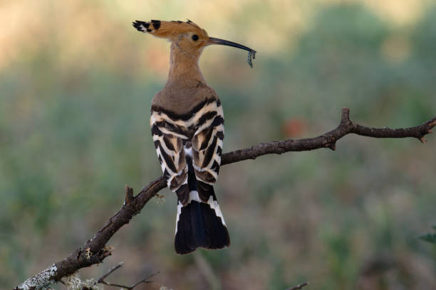 Hoopoe with an insect to bring to her chicks