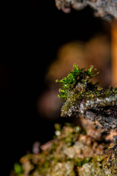 small moss shot with a macro camera - injecting tree close up old imagens e fotografias de stock