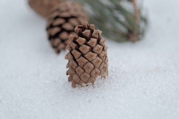 istock pine cone in winter. pine cone lies on the snow. winter concept 1492632875