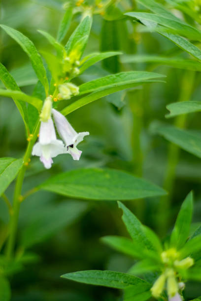Sesame is a plant in the genus Sesamum, also called benne. The flowers of sesame Sesamum indicum are similar in shape to a devil's claw. Bees are collecting honey from the flower