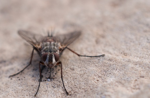 This is an image of a horse fly found at Arizona in the Grand Canyon area.