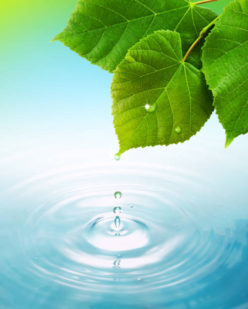 istock Green leaf with water drops on pond 1492635830