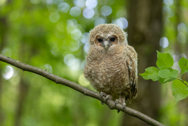 Wild tawny owl (Strix aluco) chick sitting on a branch.