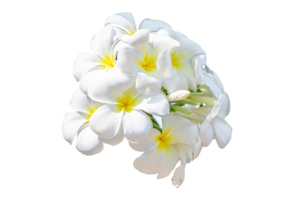 Group of White Frangipani Flower, Plumeria, Temple Tree, Graveyard Tree, isolate on white background with clipping path stock photo