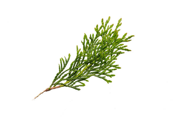 istock twigs of thuja emerald on a white isolated background 1492638306
