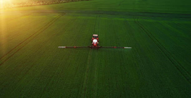 istock Tractor spraying pesticides on wheat field with sprayer in spring. 1492638320