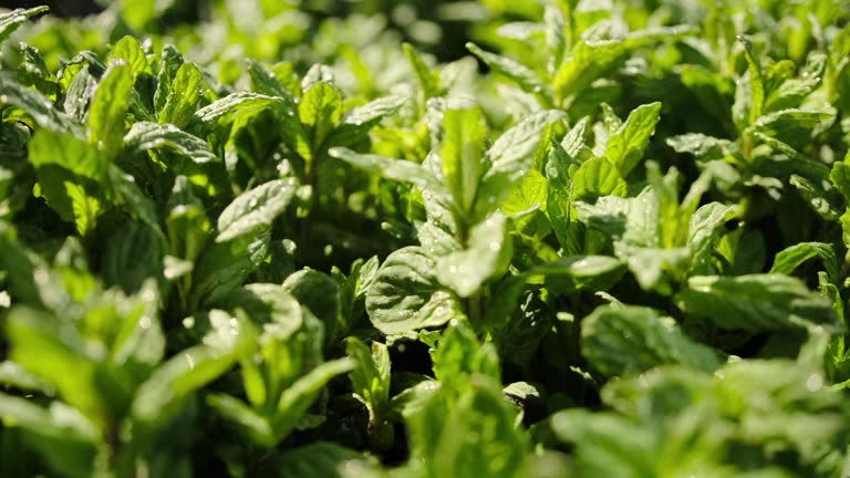 Mint leaves growing on the ground glisten in the sun drops of water, closeup.